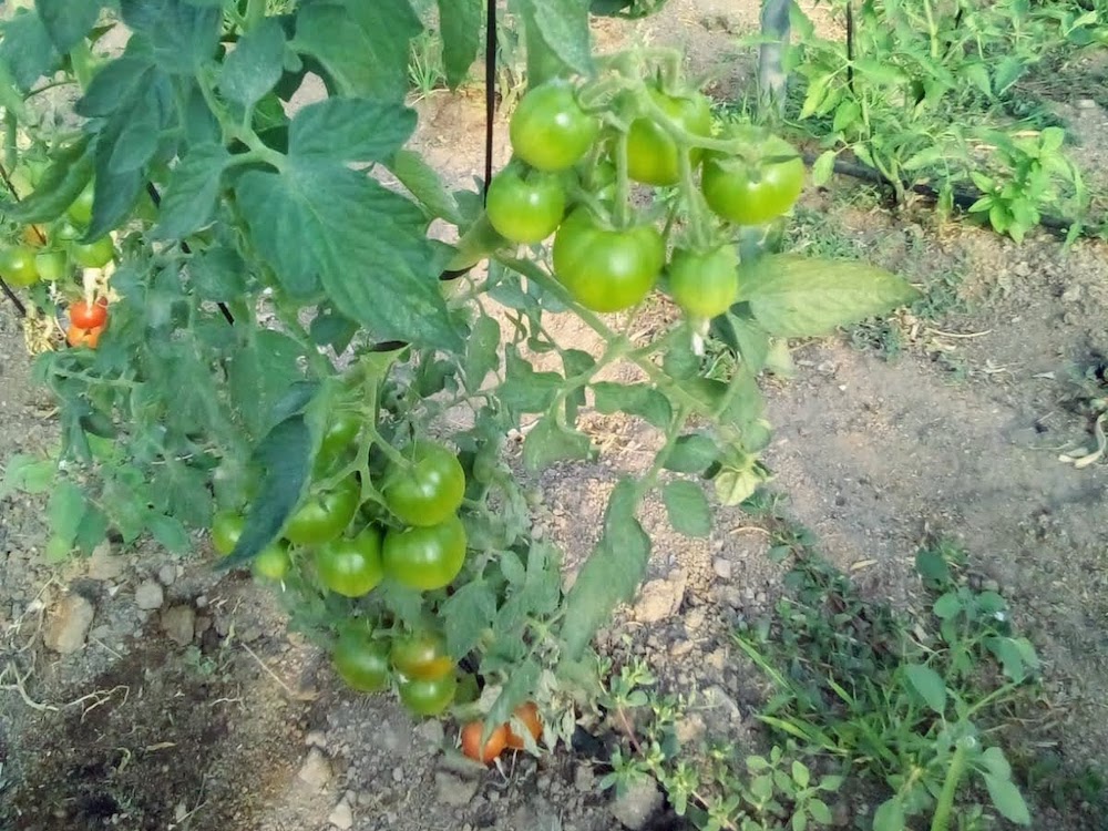 Mata de tomates de Huerta Clarita