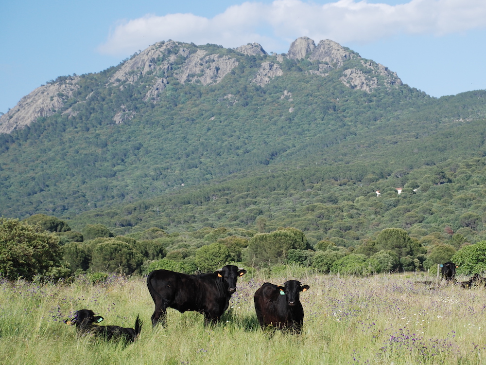 Vacas de raza Avileña-Negra Ibérica