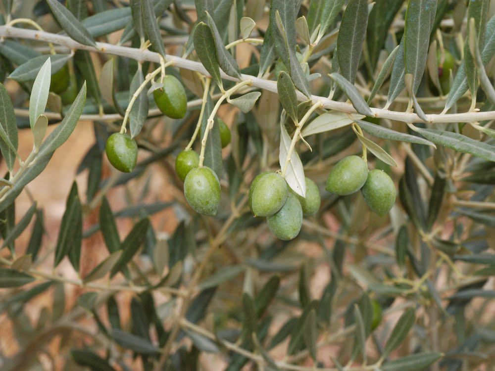 Detalle de rama de olivo