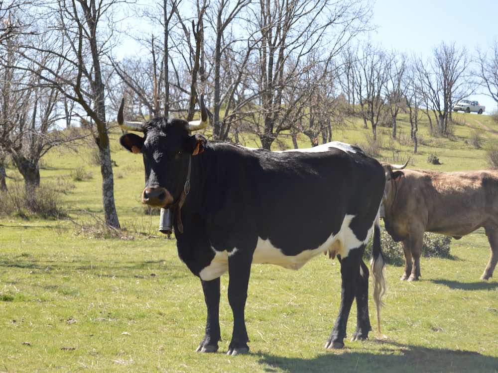 Vacas en un robledal en las proximidades de El Boalo