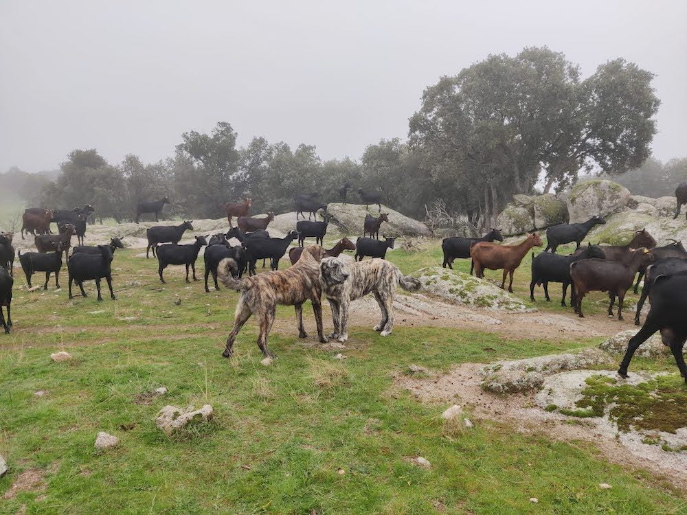 Rebaño de cabras murciano-granadinas y mastines en la granja y quesería ecológica Suerte Ampanera