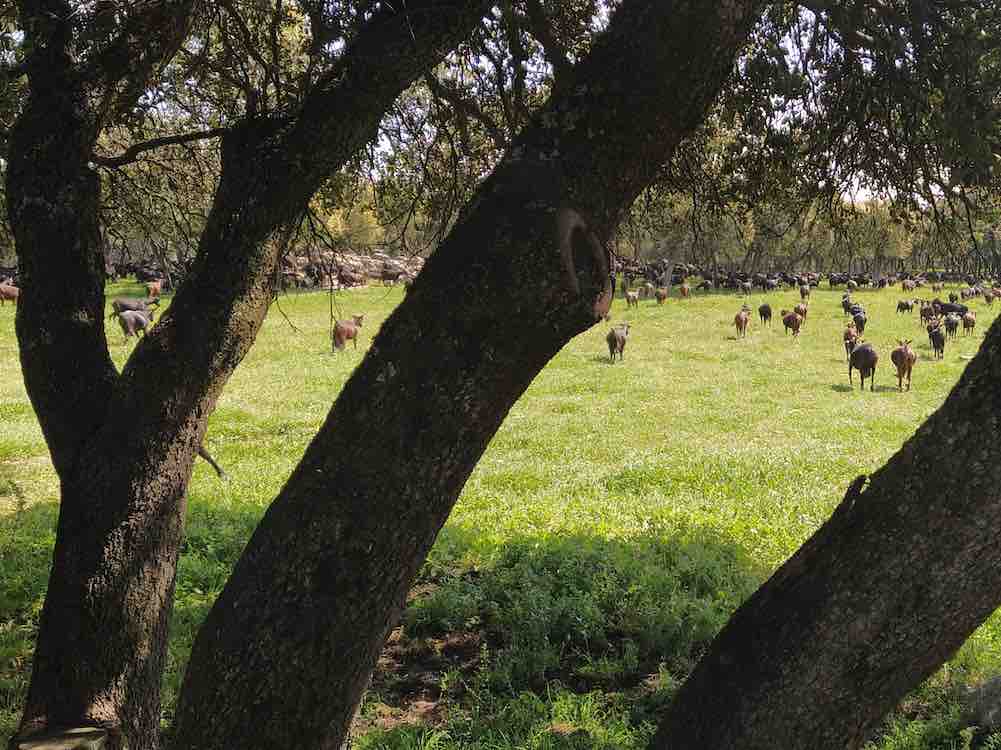 Cabras de Suerte Ampanera (Colmenar Viejo)