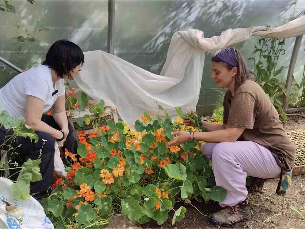 Flores de capuchina en el invernadero de Granja Prados Montes para atraer los polinizadores.