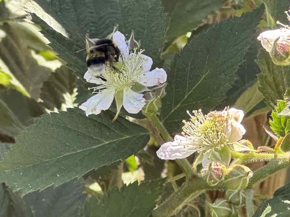 Abejas en La Huerta de Abril, Bustarviejo (Madrid).