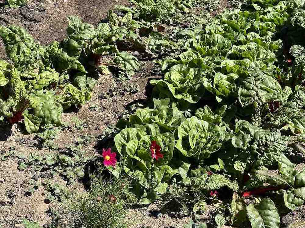 Lechugas en La Huerta de Abril, Bustarviejo (Madrid).